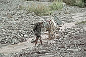 Ladakh - horse men on tle trekking routes